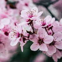 Huile de Fleur de Cerisier